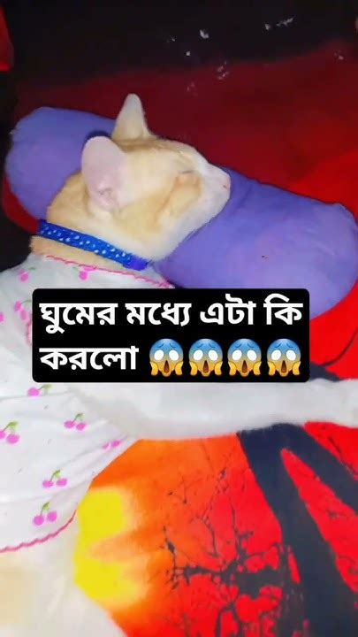 ঘুমের মধ্যে এটা কি করলো 😱😱 Funny Fun Enjoy Cat Youtube