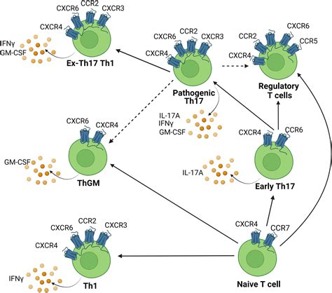 Frontiers Chemokine Driven Migration Of Pro Inflammatory Cd T Cells