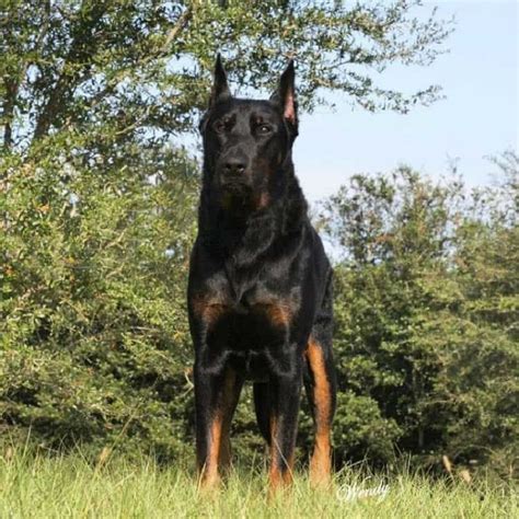 German Shepherd Doberman Mix: The Doberman Shepherd | All Things Dogs in 2022 | Doberman mix ...