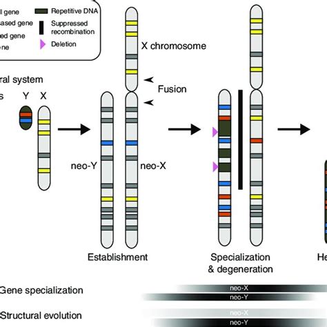 Neo Sex Chromosome Evolution The Predicted Stages Of Heteromorphic