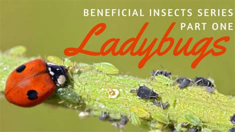 Ladybug Aphid Control Beneficial Insects Series