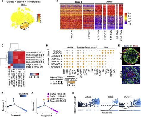 Single Cell Transcriptome Profiling Reveals β Cell Maturation In Stem