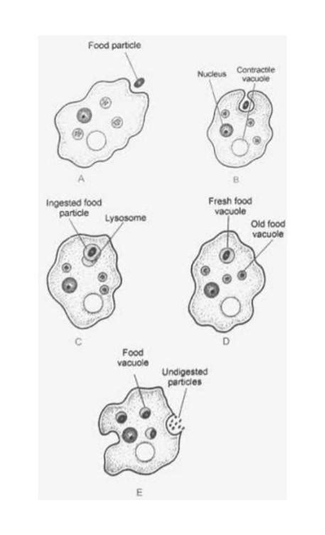 Explain The Process Of Nutrition In Amoeba And With Figure