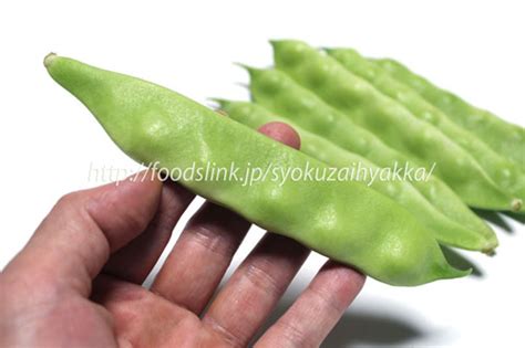 モロッコインゲン／平サヤインゲン：旬の野菜百科