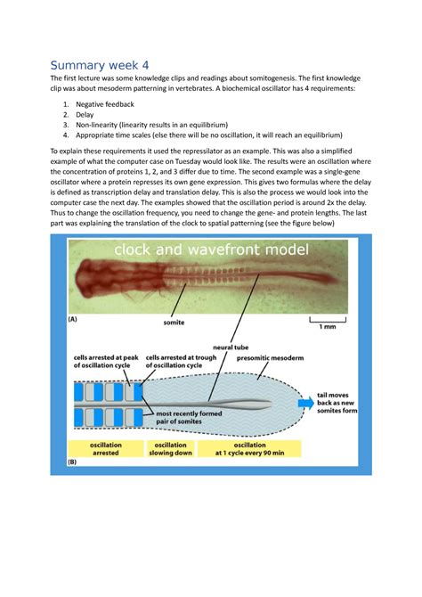 Summary Week 4 The First Knowledge Clip Was About Mesoderm Patterning