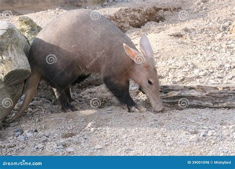 Aardvark Stock Photo - Image: 39001098