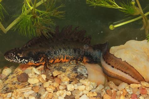 The Danube Crested Newt (Triturus Dobrogicus) Male in a Natural Underwater Habitat Stock Image ...