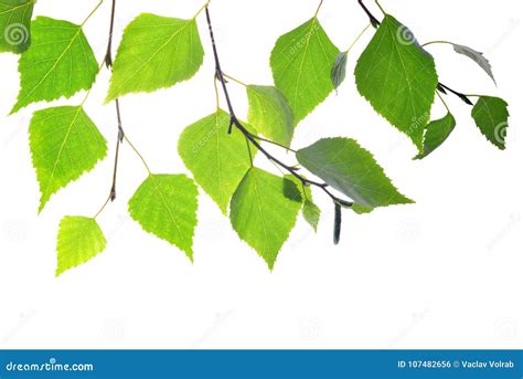 Spring Birch Branch With Green Leaves Stock Photo Image Of Organic