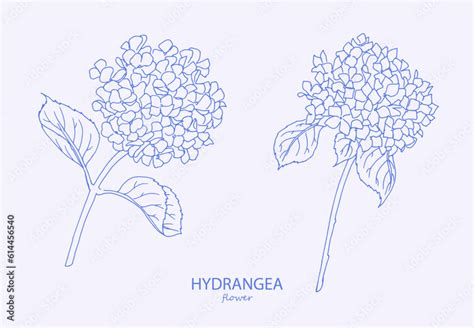 Hydrangea Logo Trendy Botanical Elements Hand Drawn Line Leaves And