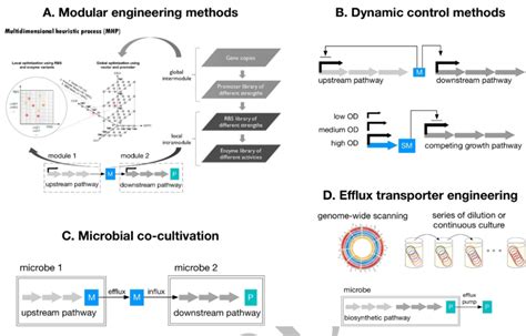 Different Metabolic Engineering Strategies A Modular Engineering