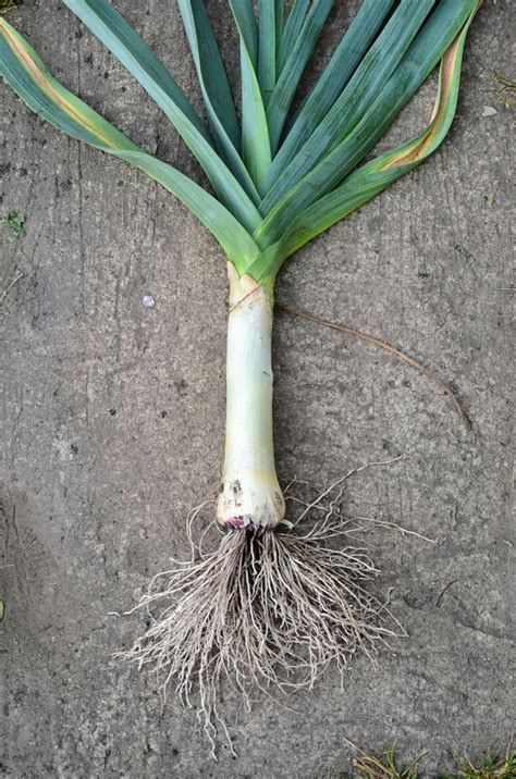 How To Grow Big Healthy And Delicious Leeks From Seed