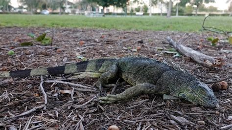 Warning Issued For Falling Iguanas In Florida Ctv News