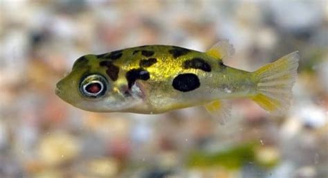 Freshwater Puffer fish Care Guide 14 Things To Know