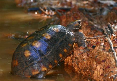 Tortuga Morrocoy de Patas Amarillas cuidados alimentación