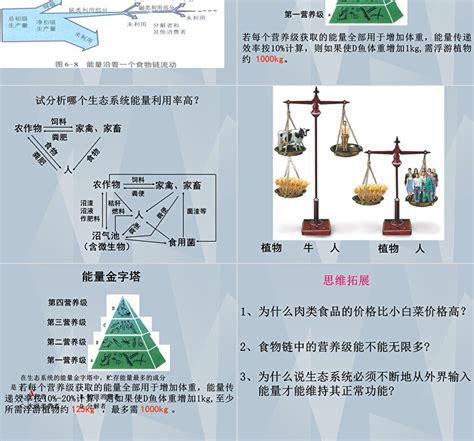 生态系统中的能量流动和物质循环ppt模板卡卡办公