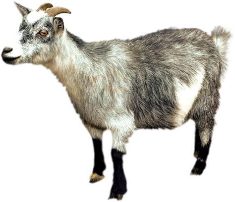 Goat Png