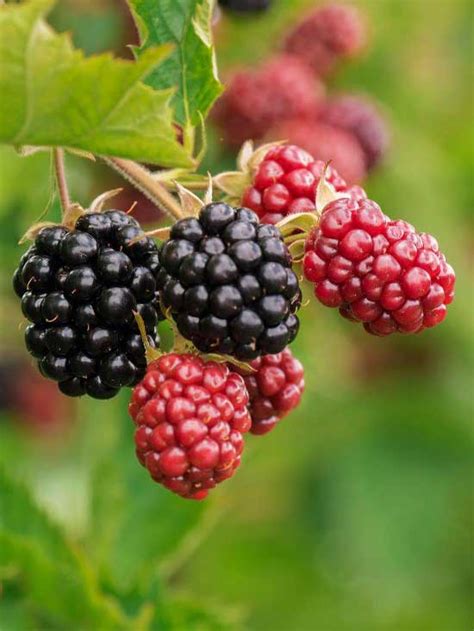Blackberry Brandy Recipe | Moorlands Eater