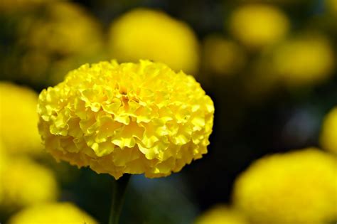 Mexican Marigold Flower - Free photo on Pixabay - Pixabay