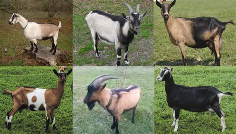 Most Popular Goat Breeds