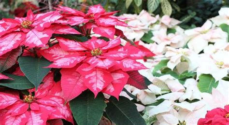 How To Choose The Perfect Poinsettia Plant Flowersfloralflorist