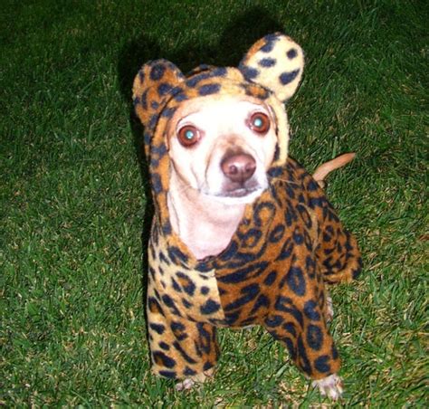 Cute Doggy Costume For Halloween Cheetah Costume Cheetah Hoodie