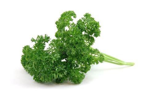 Parsley Sprigs Stock Photo Image Of Bunch Parsley Aromatic 22617492