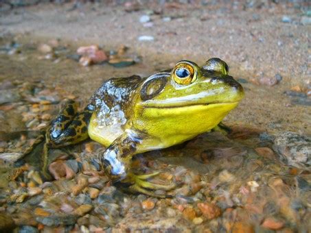 images nature animal wildlife frog toad amphibian fauna