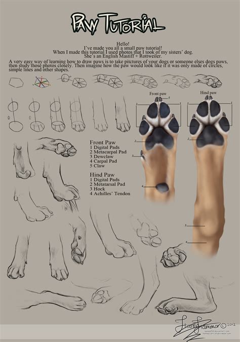 Paw Tutorial 2012 | Dog anatomy, Paw drawing, Canine drawing