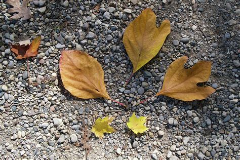 Sassafras Leaves Photograph by Ann Horn