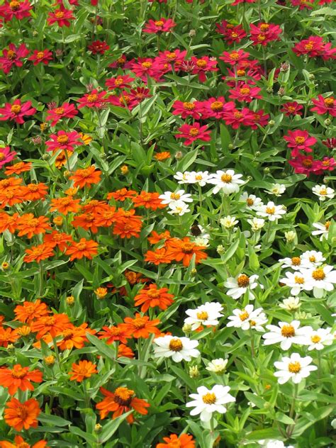 Publications Highlight Various Perennials and Annuals to Enjoy | News