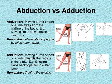 Abduction Vs Adduction : Hip Abduction Exercises Anatomy Benefits Effectiveness - 12 News Online AUI