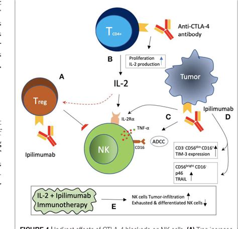 Figure 1 From Nk Cell Based Immune Checkpoint Inhibition Semantic Scholar