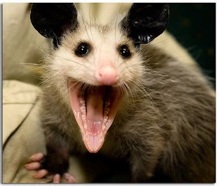 In Just 10: Possum Invasion