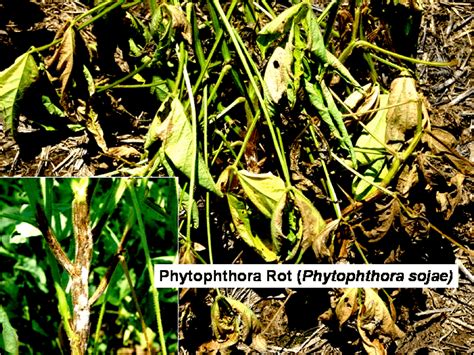 Phytophthora Rot Ut Crops Disease Field Guide