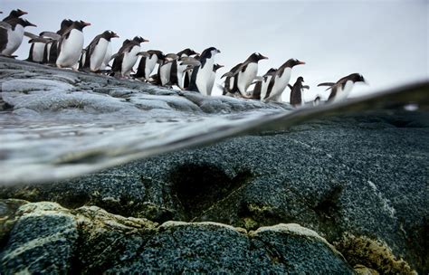 Great Migrations - Photos - The Big Picture - Boston.com