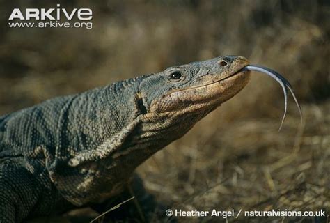 Nile Monitor Teeth