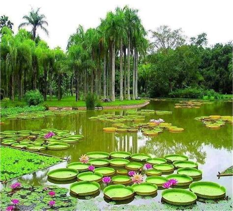 Some of the Botanical Wonders of Guyana – By Dmitri Allicock ...