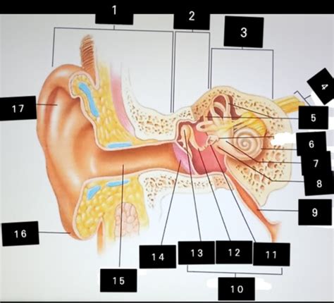 Quiz The Ears And Eyes Flashcards Quizlet