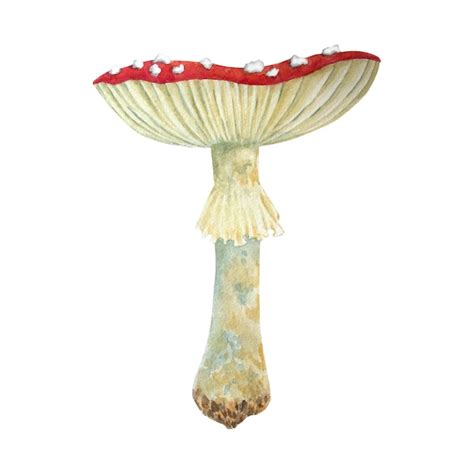 Premium Photo Watercolor Mushrooms Fly Agaric On White Background