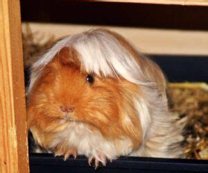 Peruvian Guinea Pig Info Pictures Personality Traits Pangovet