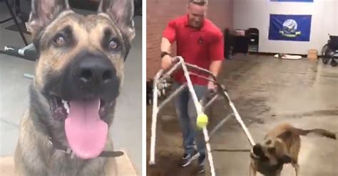 Fun Loving German Shepherd Fails Service Dog Test Becomes Internet