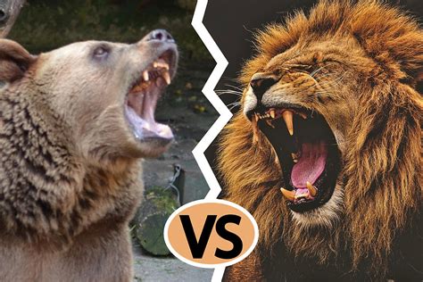 Lion vs Grizzly Bear