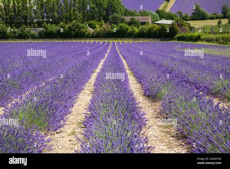 Castle Farm Lavender fields in Kent, UK Stock Photo - Alamy