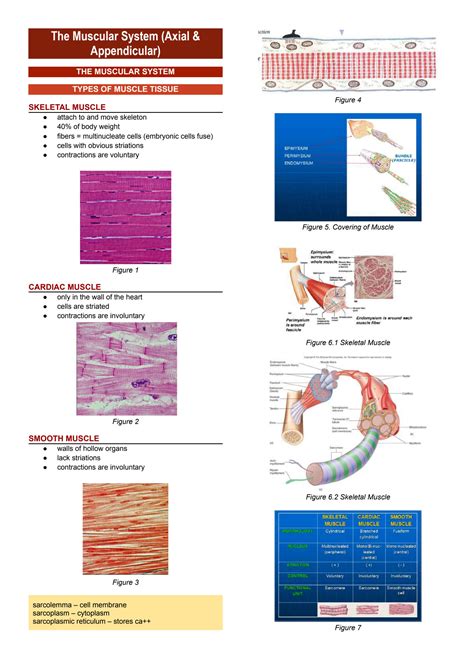 Solution Anatomy And Physiology Muscular System Notes Studypool