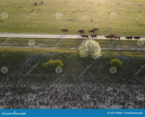 AERIAL Flying Over A Small Herd Of Cattle Cows Walking Uniformly Down