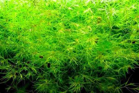 The 14 Best Plants For Guppies W Pictures Wild Pet Expert