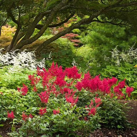 Colorful Shade Tolerant Plants — The Family Handyman