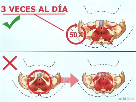 Cómo Ejercitar El Músculo Pubococcígeo 11 Pasos