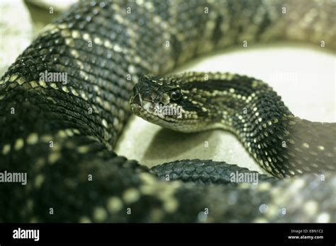 Neotropical Rattlesnake Cascabel Crotalus Durissus Crotalus