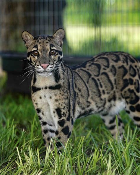 Clouded Leopard | Big Cat Habitat